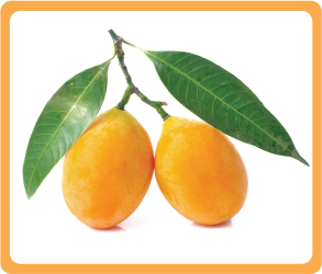 Loquat