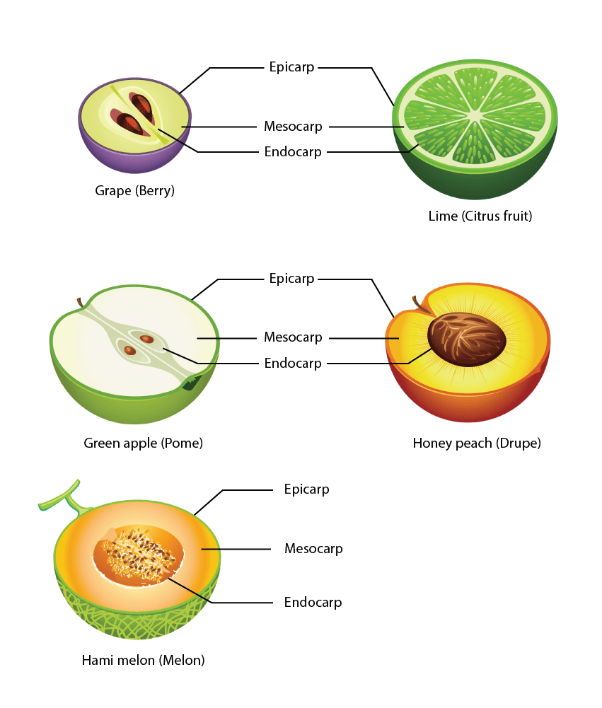 Fruit Structure