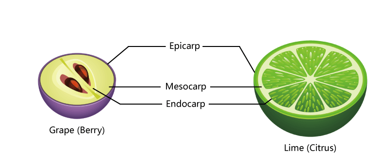 Fruit Structure of Berry and Citrus