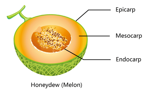 Fruit Structure of Melon