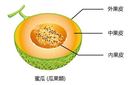 瓜果类结构图