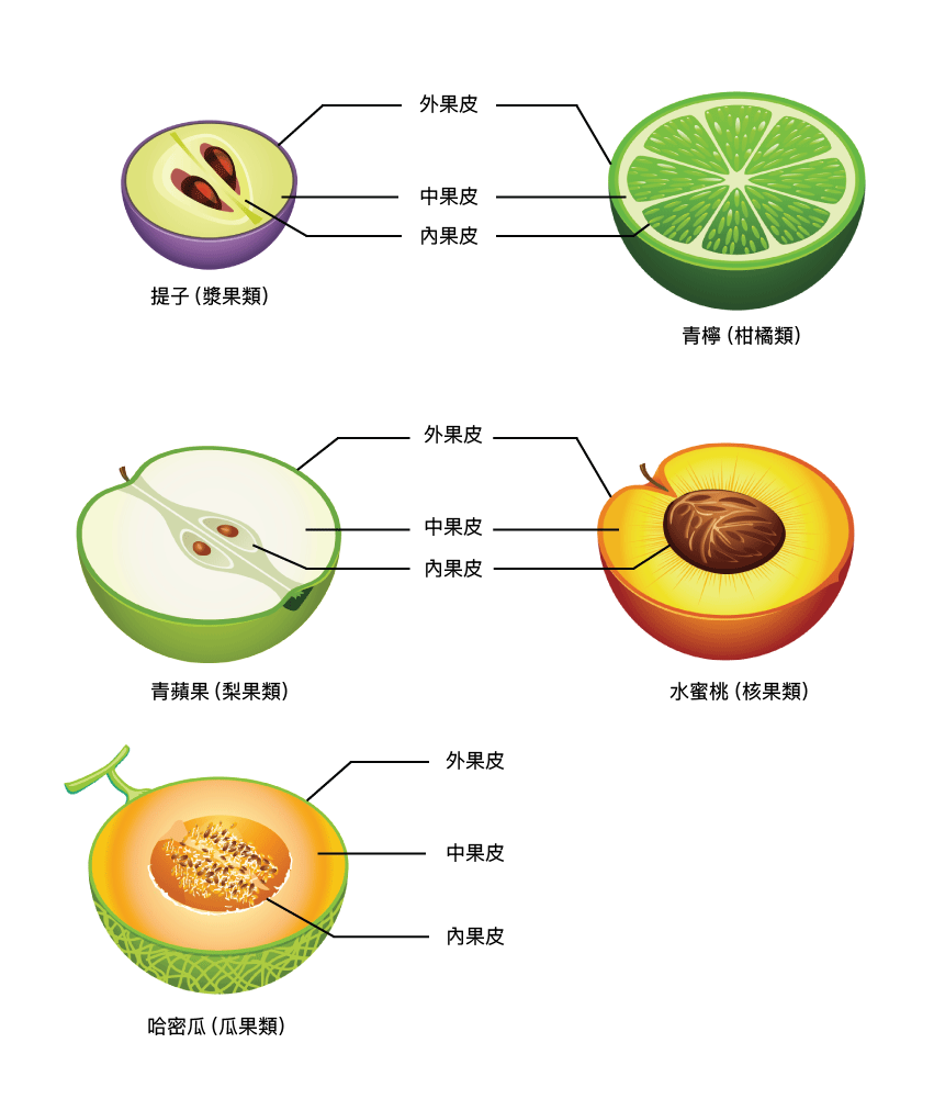 水果結構圖