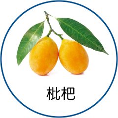枇杷