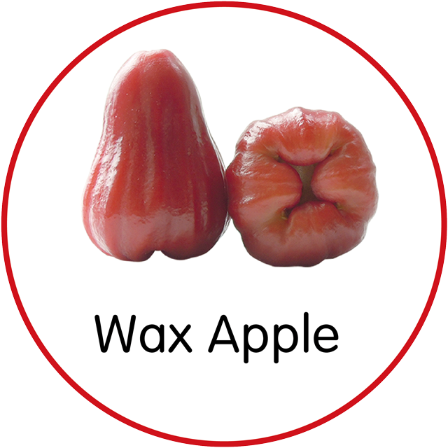 Wax Apple