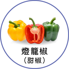 燈籠椒