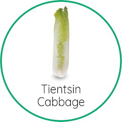 Tientsin Cabbage