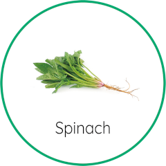 spinach