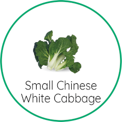 small Chinese white cabbage