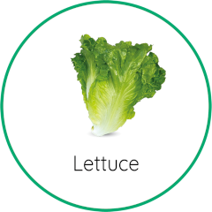 lettuce