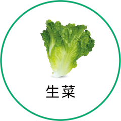 生菜