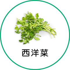 西洋菜