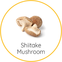 Shiitake mushroom