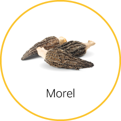 morel mushroom