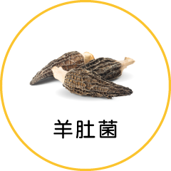 羊肚菌