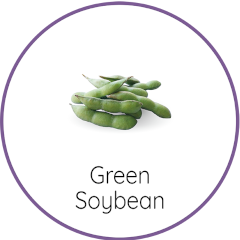 Green Soybean