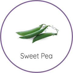 sweet pea