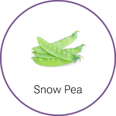 snow pea